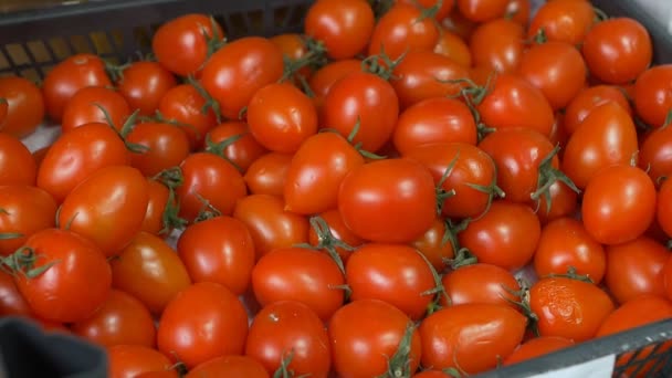Los tomates jugosos rojos están en la caja en la tienda, primer plano, motio lento, verduras — Vídeo de stock