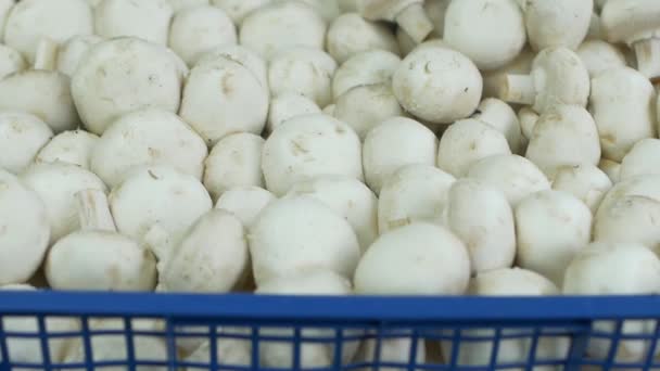 Μανιτάρια Champignon σε ένα κουτί για την πώληση, γκρο πλαν, αργή κίνηση — Αρχείο Βίντεο