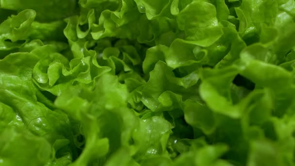 Folhas de salada verde, close-up, câmera lenta, fundo, vegetal e fazenda — Vídeo de Stock