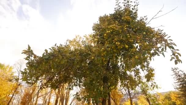 Яблуня на тлі осіннього парку, сонце, повільний рух, красиво — стокове відео