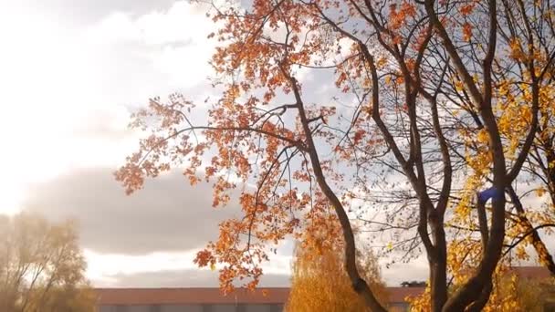 Hermoso árbol de otoño sobre un fondo de parque de otoño, follaje dorado, cámara lenta, paisaje — Vídeo de stock