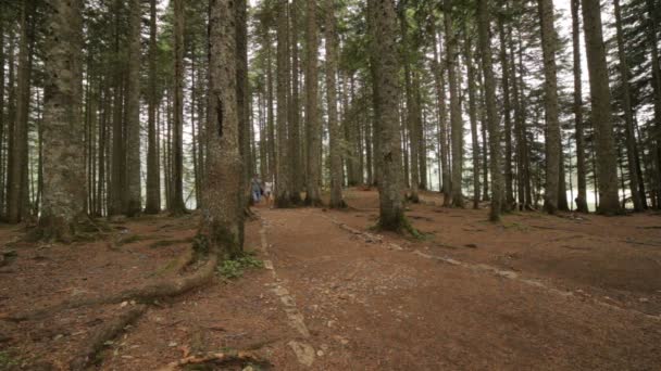 Junges Touristenpaar spaziert im Sommer im Wald — Stockvideo