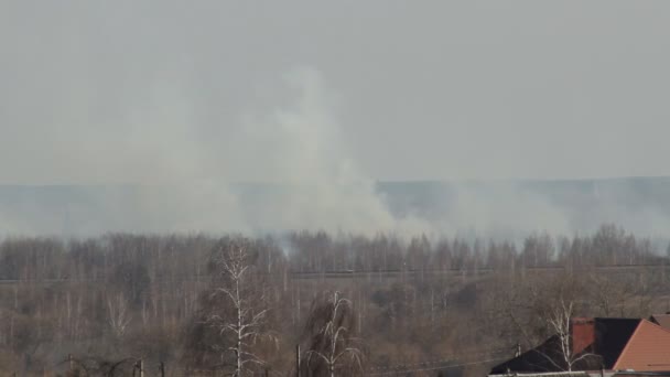 Ciężki dym z ognia leśnego i spalanie suchej trawy na horyzoncie wiosną, zniszczenie — Wideo stockowe