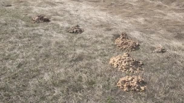 Moles burrow on a plot of land in the spring in the ground, background — Stock Video