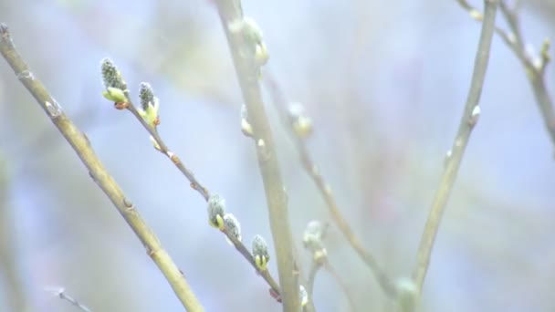 Cabang-cabang pohon willow mekar dengan kuncup bengkak di latar belakang sungai, close-up, musim semi — Stok Video