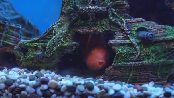 Hermoso pez naranja en agua azul en acuario, mundo submarino, fondo — Vídeos de Stock