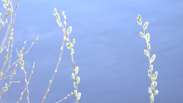 Ramita de sauce floreciendo con brotes sobre el fondo de un río, primer plano, espacio de copia, Pascua — Vídeos de Stock