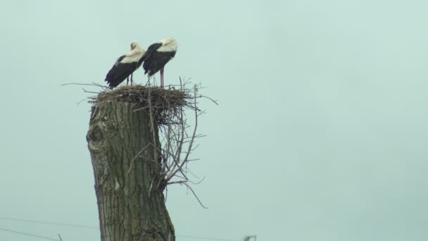 Dos cigüeñas se sientan en un nido en un árbol alto contra un cielo azul, naturaleza, espacio de copia, fauna — Vídeos de Stock