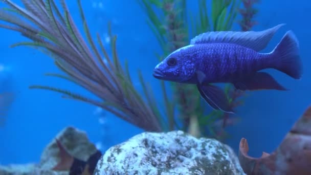 Красива барвиста риба плаває в синьому акваріумі, фоні, копіює простір, підводний світ, захоплюючий — стокове відео