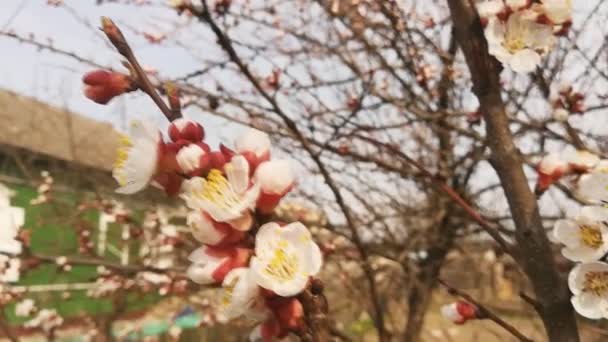 Bee samla pollen från en fruktig körsbärsträd blomma mot ett grönt staket, vår, natur — Stockvideo
