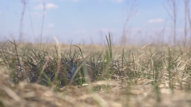 На поле горит сухая весенняя трава, крупный план, замедленная съемка — стоковое видео
