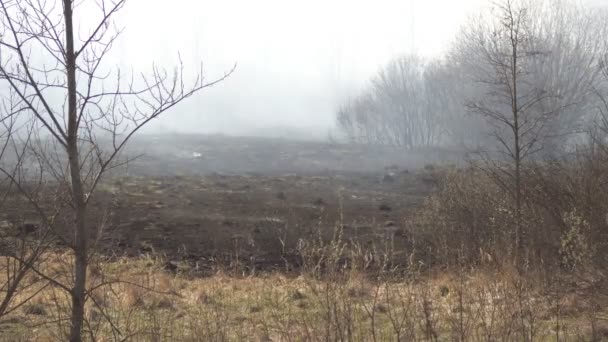 Noir brûlé fumant de l'herbe sèche sur le terrain après un incendie, arrière-plan, espace de copie, extérieur — Video