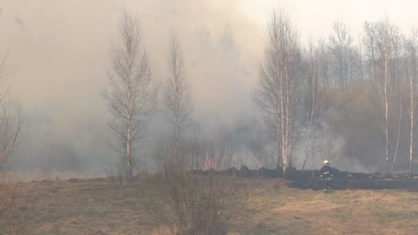 Ogień suchej trawy i lasu w przyrodzie, gaszenia pożaru lasu przez strażaków, niebezpieczeństwo, awaryjne, dym — Wideo stockowe