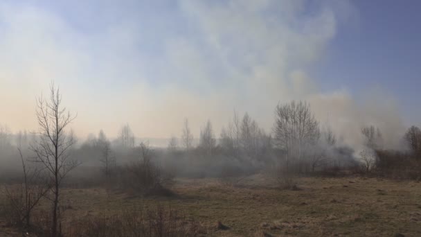 Fuerte fuego de hierba seca y bosque en la naturaleza en la primavera seca, el riesgo de peligro de incendio, mucho humo, fondo — Vídeo de stock