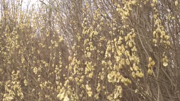 Volné pupeny vrby na keři, přírodě, jaro, zblízka — Stock video
