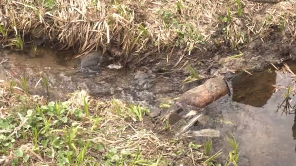 Fluxo florestal fora da água, nascente e natureza, turismo, fundo — Vídeo de Stock