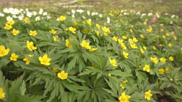 森林公園で育つ黄色い森の春の花アネモン、生態学、冬の後の最初の花、屋外 — ストック動画