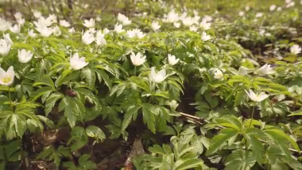 Bosque blanco flores de primavera Anémona que crecen en un parque forestal, ecología, jardinería — Vídeos de Stock