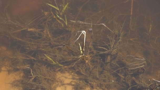 Błotniste wody źródlanej w roztopionej rzece po zimie, ekologia, na zewnątrz — Wideo stockowe