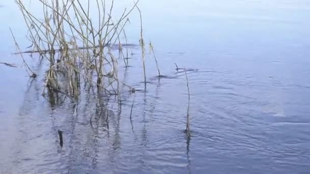 Blauw water in het voorjaar ontdooide rivier, achtergrond, kopieer ruimte, ecologisch — Stockvideo