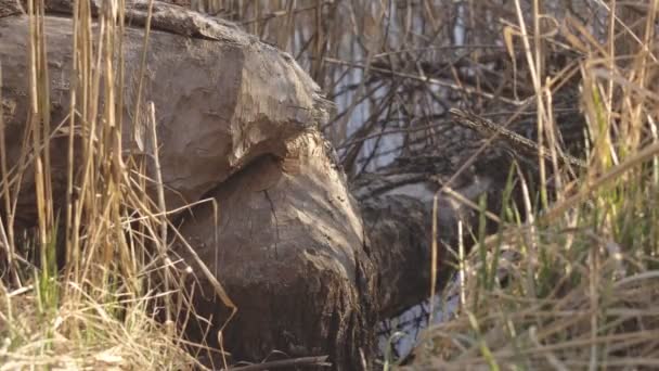 Fallen tree with the help of beaver teeth, animals in the wild, outdoor — Stock Video