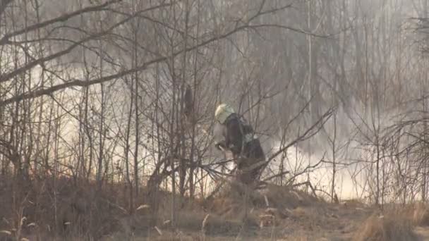 BELARUS - 13 avril 2019 : Les pompiers éteignent le feu et le feu l'herbe sèche et la forêt au printemps dans la nature — Video