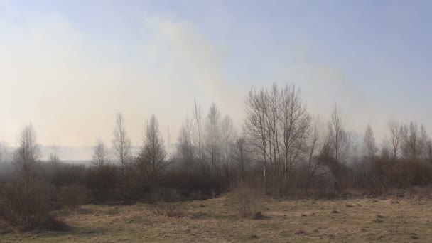 Fuego hierba seca y bosque en la naturaleza, extinción de un incendio forestal por los bomberos, peligro, emergencia, peligro, espacio de copia, ciudad — Vídeo de stock