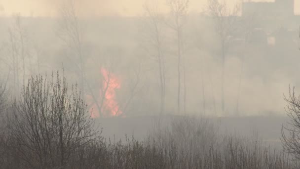Erős tűz a száraz fű és az erdő a természet a száraz tavasszal, a tűzveszély veszélye, sok füst, a háttér — Stock videók