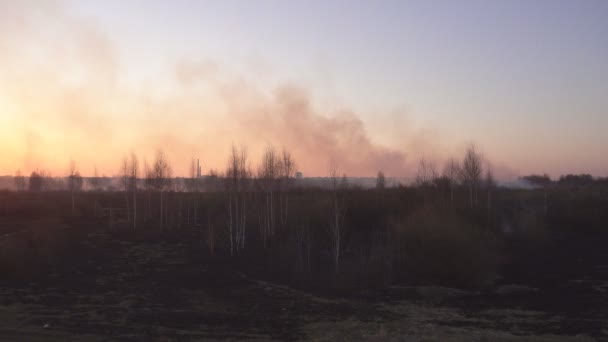 Consequências após a extinção de um incêndio em um fundo de pôr do sol, grama queimada preta no campo e fumaça, paisagem — Vídeo de Stock