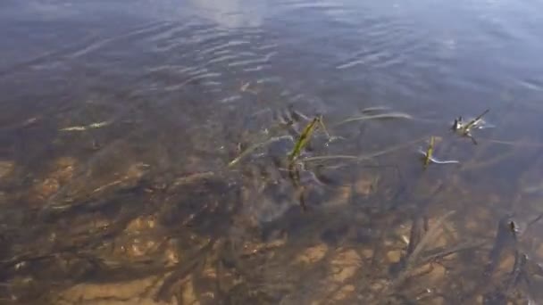 Hierba verde en el río de la primavera, una gran corriente, el mundo submarino y la ecología, fondo — Vídeos de Stock