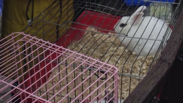 Un lapin blanc est assis dans une cage. Contactez le zoo. Les gens regardent les animaux domestiques à la foire . — Video