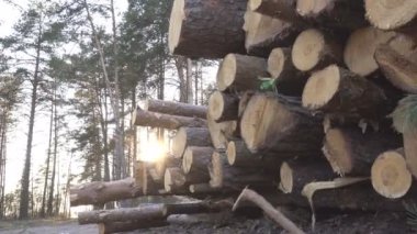 Ahşap büyük yığını bir gün batımı, ihracat, sanayi için kereste hasat arka planda ormanda günlükleri