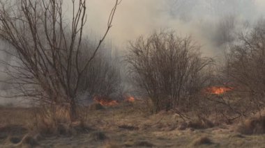 Yangın kuru çim ve doğada orman, itfaiye, tehlike, acil, duman tarafından bir orman yangını söndürme