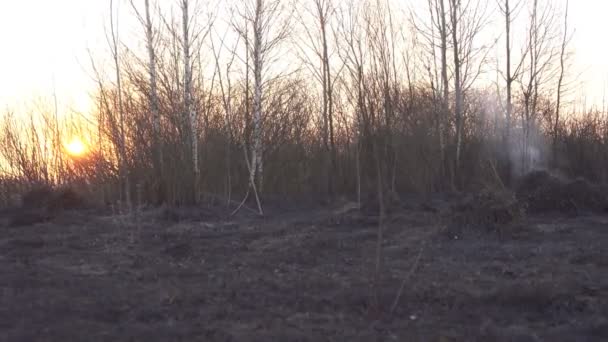 Gün batımı arka plan üzerinde bir yangın söndürme sonra Sonuçları, alanda siyah yanmış çim ve duman, manzara — Stok video