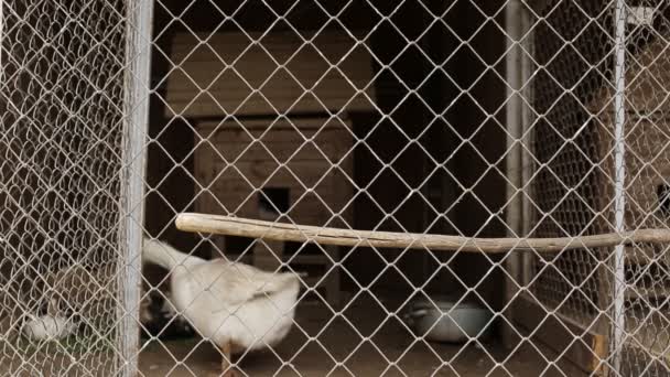 Oie des oiseaux marche dans une cage au zoo, fond — Video