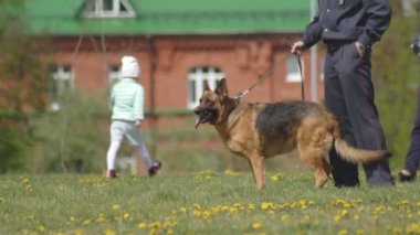 Polis köpekleri, çoban köpekleri, servis köpekleri, servis akıllı köpekler, köpek Yetiştiriciliği, saldırı tehlikesi, yavaş mo, köpek işleyicisi gösteri performansı