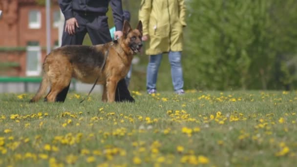 Demonstrační představení policejních psů, pastýřských psů, servisních psů, Obsluha chytrých psů, chov psů, nebezpečí útoku, pomalý provoz, obsluha psů — Stock video