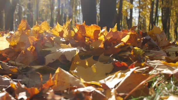 Någon sparkar en hög med lönn blad vid foten i stadsparken på hösten i soliga dagar — Stockvideo