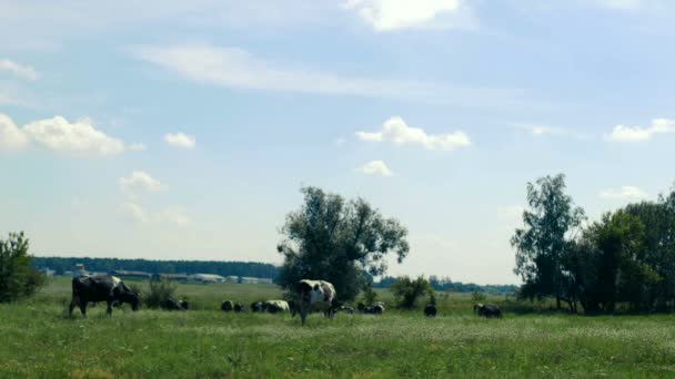 Çiftlikten uzak olmayan alanda çeşitli inekler demera. Yaz aylarında yeşil çim yiyor. İnekler çok mutlu görünüyor ve onları birkaç gün yemek değil görünüyor — Stok video