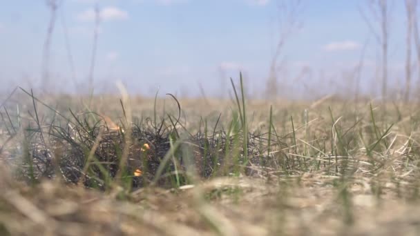 Hierba seca quema en el campo de primavera, peligro de incendio, incendio provocado y peligro, mo lento, emergencia — Vídeos de Stock