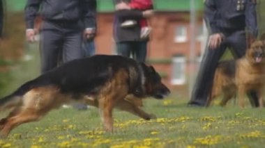 Eğitimli bir çoban köpeği saldıran bir atlama, sinoloji, istihbarat servisi, köpek yetiştiriciliği için hazırlar