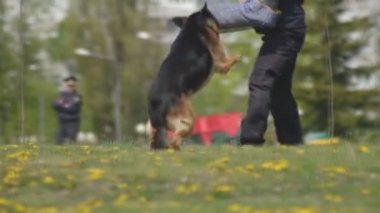 Akıllıca eğitilmiş çoban köpekleri ile köpek gösterisi gösteri, köpekler bir köpek uzmanı, yavaş hareket, köpek işleyicisi eline saldırı