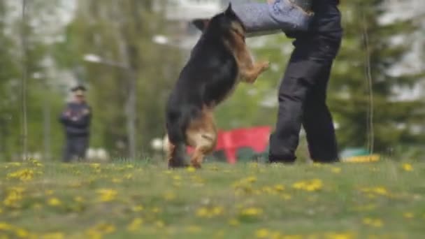 Dog show demonstration with cleverly trained shepherd dogs, dogs attack the hand of a canine specialist, slow motion, dog handler — Stock Video