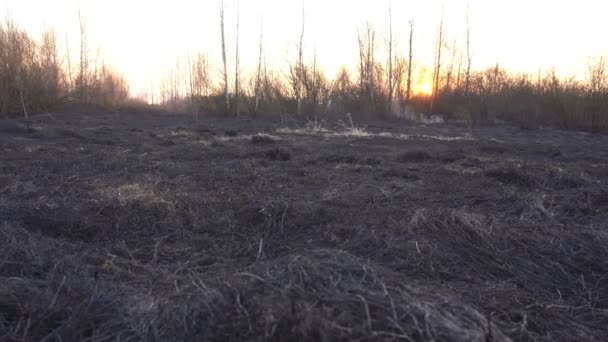 Následky po hašení požáru na pozadí slunce, černé spálené trávy na hřišti a kouř, krajina — Stock video