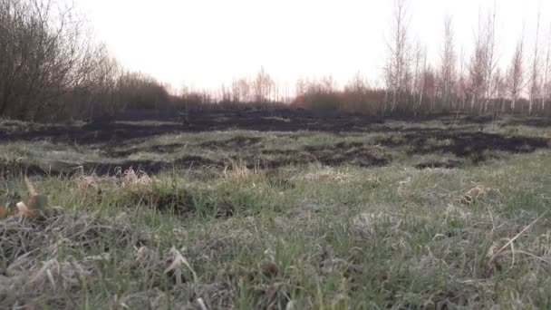 Consecuencias después de extinguir un fuego sobre un fondo al atardecer, hierba negra quemada en el campo y humo, paisaje — Vídeo de stock