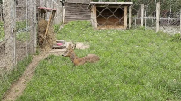 Een jonge hert ligt in een kooi in een volière in de dierentuin, dieren in het wild — Stockvideo