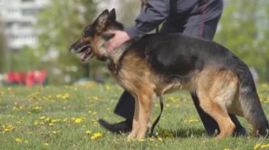 Polis köpekleri, çoban köpekleri, servis köpekleri, servis akıllı köpekler, köpek Yetiştiriciliği, saldırı tehlikesi, yavaş mo, köpek işleyicisi gösteri performansı