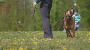 Polis köpekleri, çoban köpekleri, servis köpekleri, servis akıllı köpekler, köpek Yetiştiriciliği, saldırı tehlikesi, yavaş mo, eğitim gösteri performansı