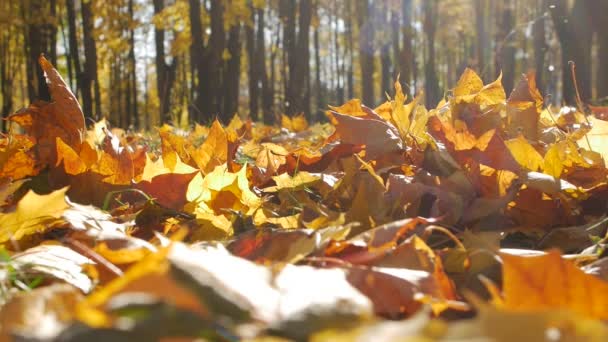 Падіння кленового листя лежить в міському парку восени. Лист падає в ліс в сонячний день. Красива природа для фону — стокове відео