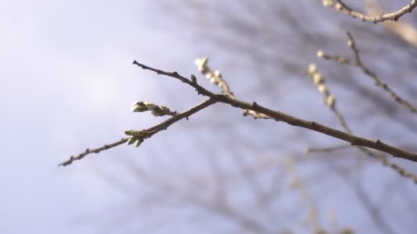 Birch pupeny na stromě proti modrému nebi, pozadí, prostor pro kopírování, příroda — Stock video